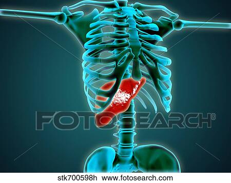 X-ray view of human skeleton with liver. View Large Illustration Drawing - X-ray view of human skeleton with liver.. Fotosearch