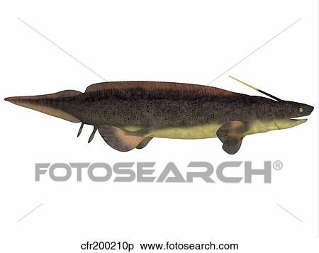 Xenacanthus, a prehistoric shark from the Devonian and Triassic Period. View Large Illustration Stock Illustration - Xenacanthus, a prehistoric shark from the Devonian and Triassic Period.. Fotosearch