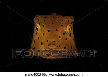 Stock Photograph - Yellow and black spotted boxfish, North Sulawesi, Indonesia.. Fotosearch