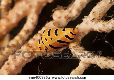 Yellow and black striped tiger cowrie on sea fan, Bali, Indonesia. View Large Photo Image Stock Photograph - Yellow and black striped tiger cowrie on sea fan, Bali, Indonesia.. Fotosearch