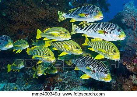 Stock Photograph - Yellow and blue striped sweeltip fish, Komodo, Indonesia.. Fotosearch