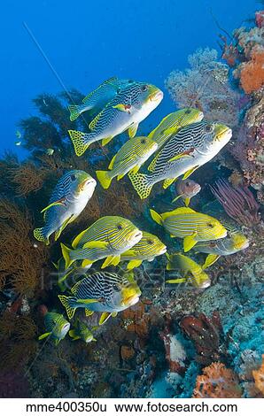 Stock Photograph - Yellow and blue striped sweeltip fish, Komodo, Indonesia.. Fotosearch