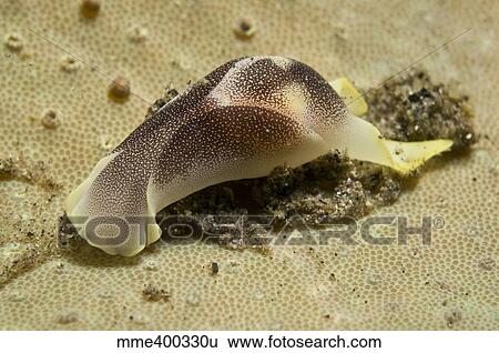 Yellow and brown headshield slug on beige coral, Komodo, Indonesia. View Large Photo Image Stock Photograph - Yellow and brown headshield slug on beige coral, Komodo, Indonesia.. Fotosearch