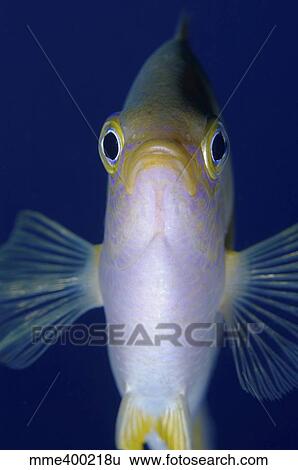 Yellow and white damselfish, Bali, Indonesia. View Large Photo Image Stock Photograph - Yellow and white damselfish, Bali, Indonesia.. Fotosearch