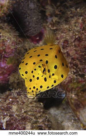 Yellow boxfish, North Sulawesi, Indonesia. View Large Photo Image Stock Photograph - Yellow boxfish, North Sulawesi, Indonesia.. Fotosearch