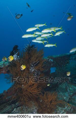 Yellow butterflyfish and school of goatfish over black coral bush on a small wreck. View Large Photo Image Stock Photograph - Yellow butterflyfish and school of goatfish over black coral bush on a small wreck.. Fotosearch
