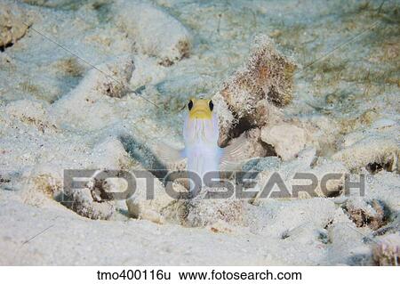 Stock Photograph - Yellow Headed Jawfish peeks out of its hole.. Fotosearch