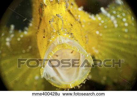 Stock Photograph - Yellow leaf scorpionfish with mouth wide open, North Sulawesi.. Fotosearch