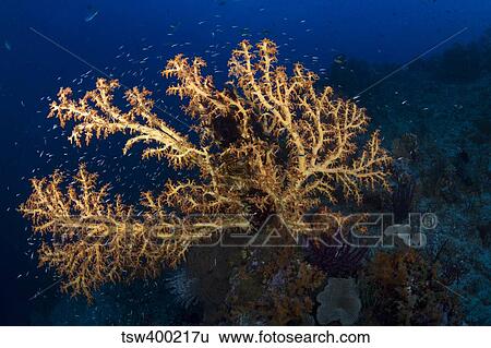 Yellow sea fan in Raja Ampat, Indonesia. View Large Photo Image Stock Photograph - Yellow sea fan in Raja Ampat, Indonesia.. Fotosearch