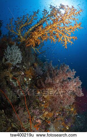 Yellow sea fan in Raja Ampat, Indonesia. View Large Photo Image Stock Photograph - Yellow sea fan in Raja Ampat, Indonesia.. Fotosearch