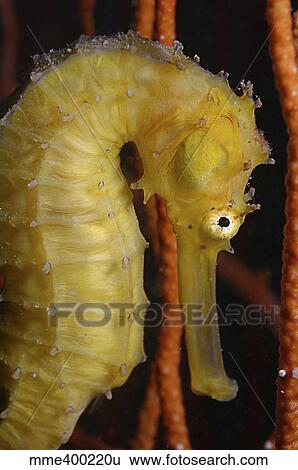 Yellow Seahorse, Batam, Riau, Indonesia. View Large Photo Image Stock Photograph - Yellow Seahorse, Batam, Riau, Indonesia.. Fotosearch