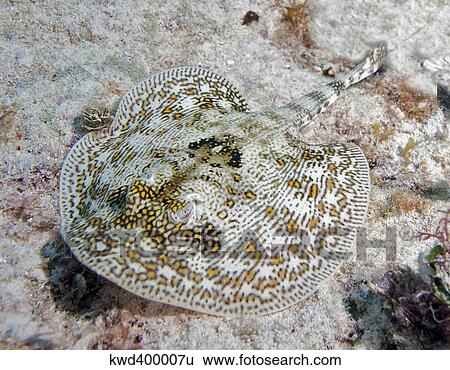 Yellow stingray in Caribbean Sea. View Large Photo Image Stock Photograph - Yellow stingray in Caribbean Sea.. Fotosearch