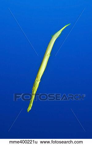 Stock Photograph - Yellow trumpetfish, Easter Island, Chile.. Fotosearch
