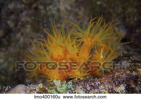 Yellow Tubastrea coral feeding at night. View Large Photo Image Stock Photograph - Yellow Tubastrea coral feeding at night.. Fotosearch