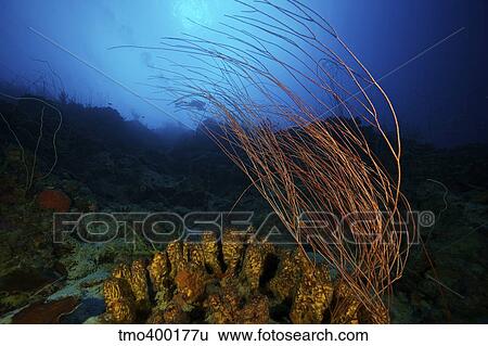 Yellow tube sponges and a large group of whip coral adorn the deep reef of Bonaire View Large Photo Image Stock Photograph - Yellow tube sponges and a large group of whip coral adorn the deep reef of Bonaire. Fotosearch