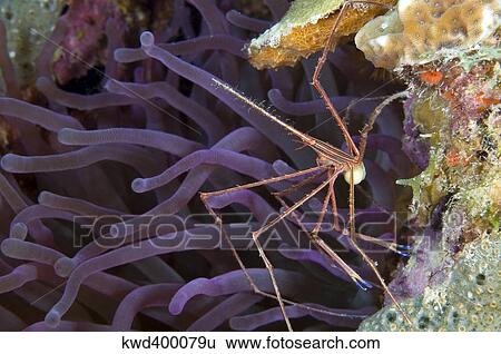 Stock Photograph - Yellowline Arrow crab with eggs on purple caribbean anemone. . Fotosearch