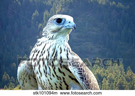 Yeti, a hybrid white gyrfalcon and saker falcon. View Large Photo Image Picture - Yeti, a hybrid white gyrfalcon and saker falcon.. Fotosearch