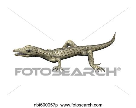 Youngina capensis, Late Permian of South Africa. View Large Illustration Stock Illustration - Youngina capensis, Late Permian of South Africa.. Fotosearch