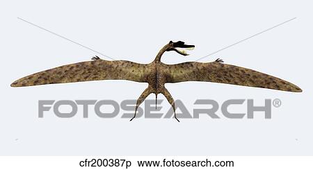 Zhenyuanopterus pterosaur from the Cretaceous Period. View Large Illustration Stock Illustration - Zhenyuanopterus pterosaur from the Cretaceous Period.. Fotosearch