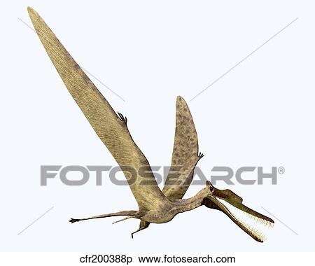 Zhenyuanopterus pterosaur from the Cretaceous Period. View Large Illustration Stock Illustration - Zhenyuanopterus pterosaur from the Cretaceous Period.. Fotosearch