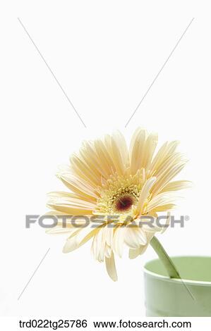 a gerbera in the cup View Large Illustration Stock Illustration - a gerbera in the cup. Fotosearch