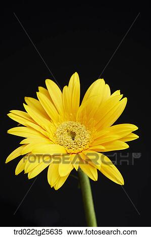 a gerbera View Large Illustration Stock Illustration - a gerbera. Fotosearch