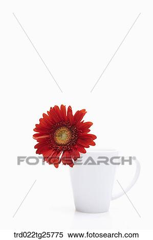 a red gerbera View Large Illustration Stock Illustration - a red gerbera. Fotosearch