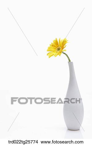 Stock Illustration - a yellow gerbera. Fotosearch