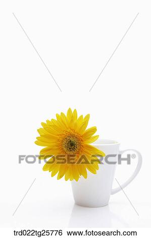 a yellow gerbera View Large Illustration Stock Illustration - a yellow gerbera. Fotosearch