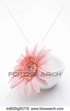 Drawing - blooming gerbera. Fotosearch