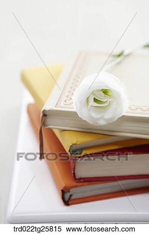 books and rose View Large Illustration Stock Illustration - books and rose. Fotosearch