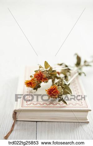 dried flowers and book View Large Illustration Drawing - dried flowers and book. Fotosearch