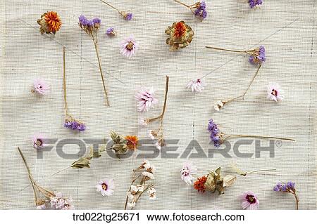 dried flowers View Large Illustration Clip Art - dried flowers. Fotosearch