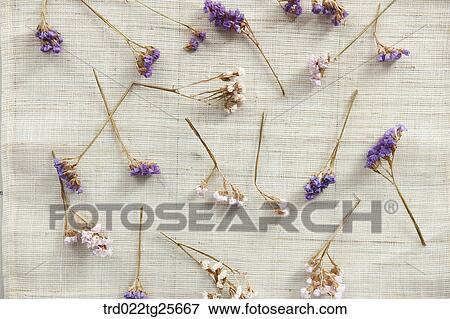 dried flowers View Large Illustration Stock Illustration - dried flowers. Fotosearch