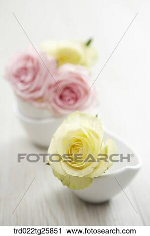 Clip Art - fresh blooms of roses. Fotosearch