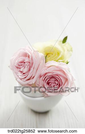 Drawing - fresh blooms of roses. Fotosearch