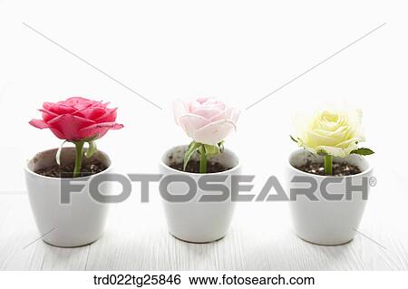 fresh blooms of roses View Large Illustration Stock Illustration - fresh blooms of roses. Fotosearch