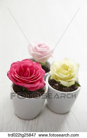 Stock Illustration - fresh blooms of roses. Fotosearch