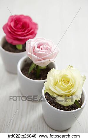 Stock Illustration - fresh blooms of roses. Fotosearch