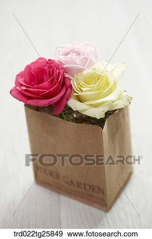 Stock Illustration - fresh blooms of roses. Fotosearch