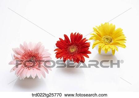 Clipart - fresh flowers. Fotosearch