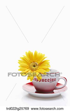 fresh gerbera in cup View Large Illustration Stock Illustration - fresh gerbera in cup. Fotosearch