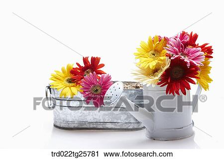 fresh gerberas View Large Illustration Clip Art - fresh gerberas. Fotosearch