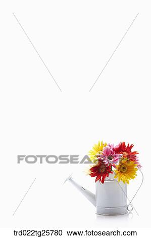 Clipart - fresh gerberas. Fotosearch