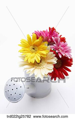 Drawing - fresh gerberas. Fotosearch