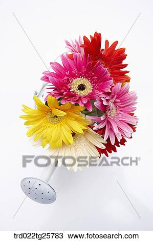 Drawing - fresh gerberas. Fotosearch