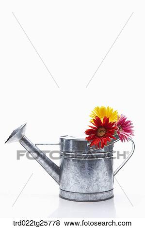 Stock Illustration - fresh gerberas. Fotosearch