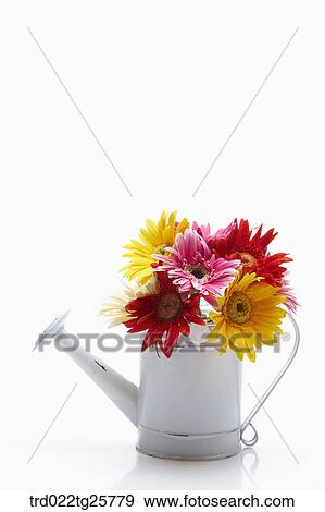 Stock Illustration - fresh gerberas. Fotosearch