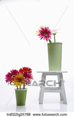 Stock Illustration - fresh gerberas. Fotosearch