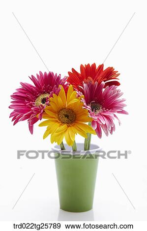Stock Illustration - fresh gerberas. Fotosearch